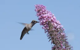 Anna's hummingbird on buddleia