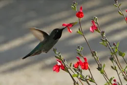 Anna's hummingbird on Salvia microphylla, 'Hot Lips'