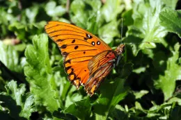 Gulf Fritillary