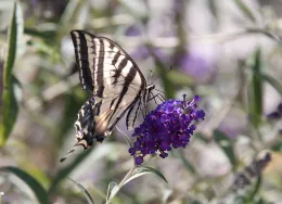 Pale Swallowtail on buddleia, 'Black Night'