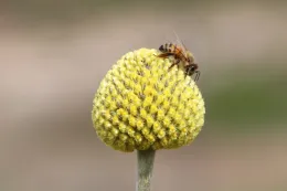 Honey bee on 'Drumstick'