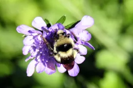 Bumble bee on scabiosa, 'Pincushion flower'