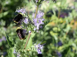 Bumble bee on Caryopteris x clandonensis, 'Blue Mist'