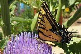 Tiger Swallowtail