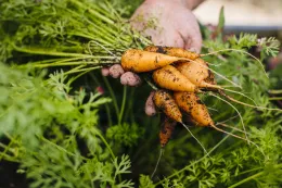 Harvested carrots