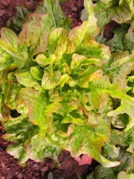 'Year-round Bronze Oakleaf'