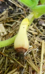 Blossom End Rot on Squash