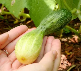 Misshaped cucumber