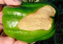 Sunscald on Green Pepper