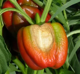 Sunscald on Red Pepper