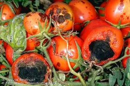 Sunscald on tomato with secondary mold.