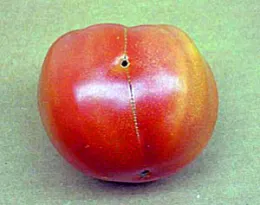 Zippering on tomato