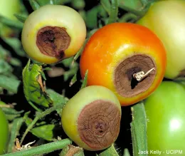 Blossom End Rot on Tomato - advanced