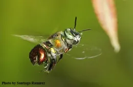 An orchid bee heading for an orchid. (Photo by Santiago Ramirez)