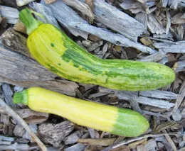 Mosaic virus on squash fruit. Infected squash on top.