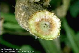 Fusarium wilt causes xylem tissue of stems to turn reddish brown.