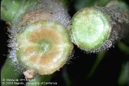 Xylem discoloration caused by Verticillium wilt. Healthy stem is on the right.