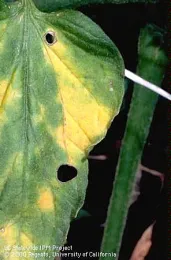 Yellowing of leaflets is one symptom of wilt caused by Fusarium oxysporum f. sp. lycopersci.