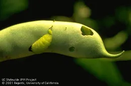 Lycaenid pod borer on bean.