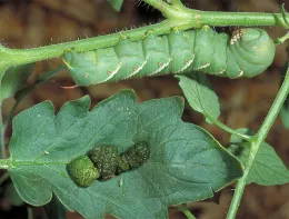 Tobacco hornworm larva.