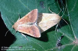 Tomato fruitworm adults mating.