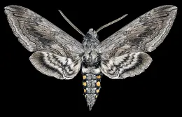 Hornworm adult. Tomato hornworm and Tobacco hornworm adults look very similar.