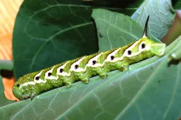 Tomato hornworm larva.