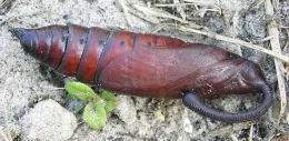 Tomato hornworm pupa measure 2 inches or more in length!