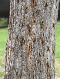 Staining on Fremont cottonwood from PSHB activity. Source: Monica Dimson, UCCE