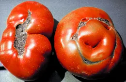 Catfacing on Tomato
