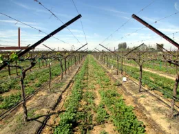 Photo of rows of crops at Paicines Ranch