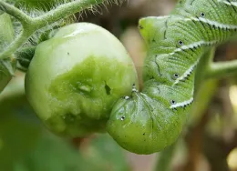 Tomato damaged by Hornworm larva.