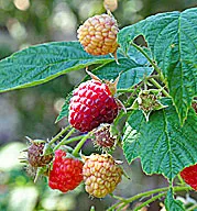 Raspberries