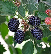 Blackberries