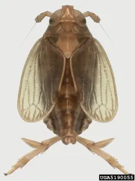 Brown planthopper, Nilaparvata lupens. (Photo courtesy of Wikipedia; image by Natasha Wright, Cook's Pest Control, Bugwood.org)