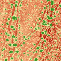 NDVI images show bare soil in red, chlorophyll in green