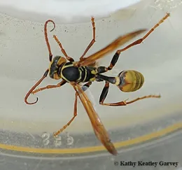 California's proposed new rules for insect-collecting permits also apply to wasps. This is a male of Mishocyttarus flavitarsis. (Photo by Kathy Keatley Garvey)