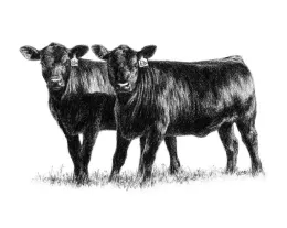 2_heifers