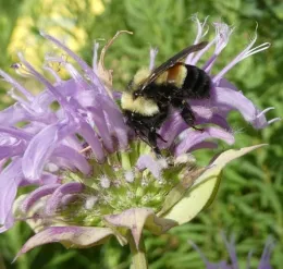 The rusty-patched bumble bee is the first continental bee to be protected under the Endangered Species Act. (Photo taken in Minnesota in 2016 by Sarah Foltz Jordan. Courtesy of the Xerces Society)