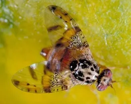 The Mediterranean fruit fly, Ceratitis capitata. (Photo by Jack Kelly Clark, UC ANR)