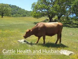 cattlehealthbutton