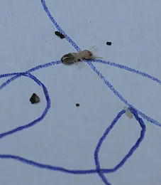 A termite crawls along a 