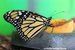 A monarch sips juice from a peach in the Insect Pavilion. (Photo by Kathy Keatley Garvey)