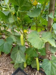 A Stallion White cucumber plant with several light green, bumpy cucumbers hanging among large green leaves and bright yellow flowers on a trellis.