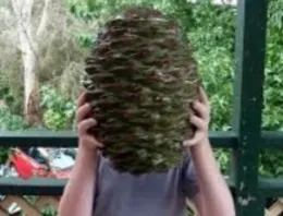 Bunya Bunya Cone (from: wikimedia.org)
