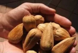Bunya Bunya Seed (from: Permaculture Research Institute)