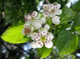 Washington Hawthorn Flowers (from: wikimedia.org)