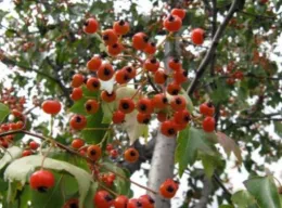 Washington Hawthorn Berries (from: wikimedia.org)