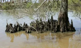 Cypress Knees (from: wikimedia.org)