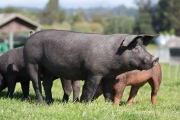 Pasture Pork, photo by Steve Knudsen